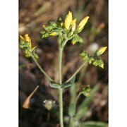 hypericum scruglii bacch., brullo et salmeri