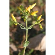 hypericum scruglii bacch., brullo et salmeri