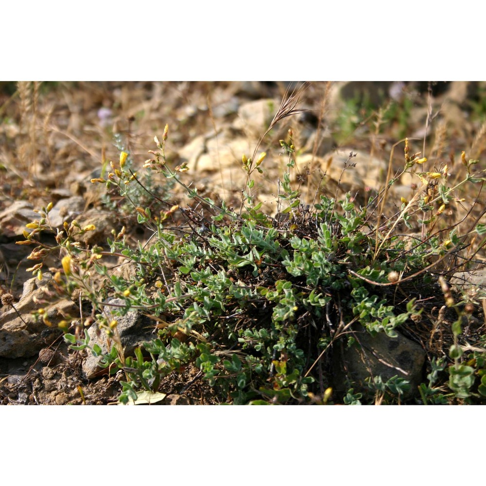 hypericum scruglii bacch., brullo et salmeri