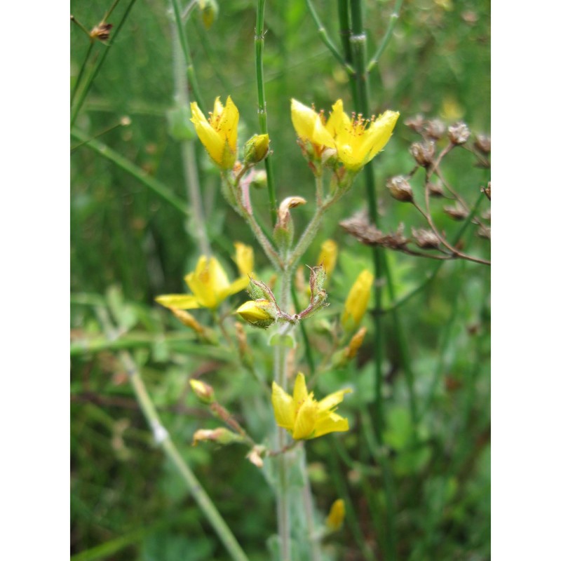 hypericum tomentosum l.