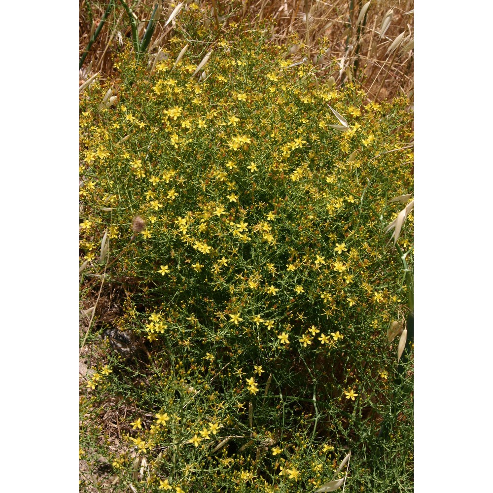 hypericum triquetrifolium turra