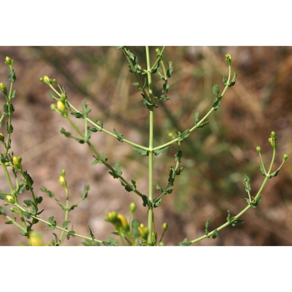 hypericum triquetrifolium turra