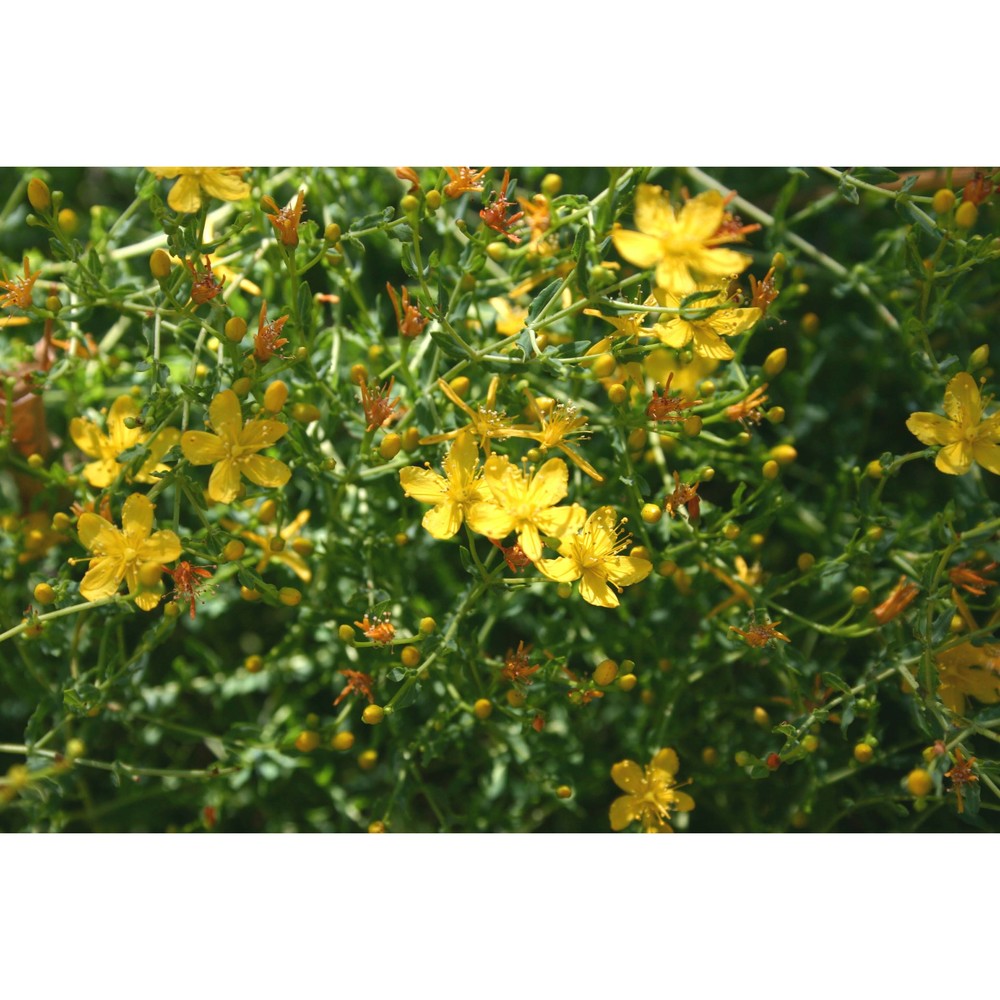 hypericum triquetrifolium turra