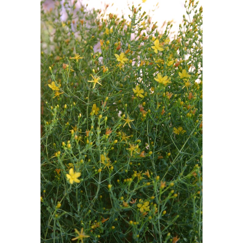 hypericum triquetrifolium turra