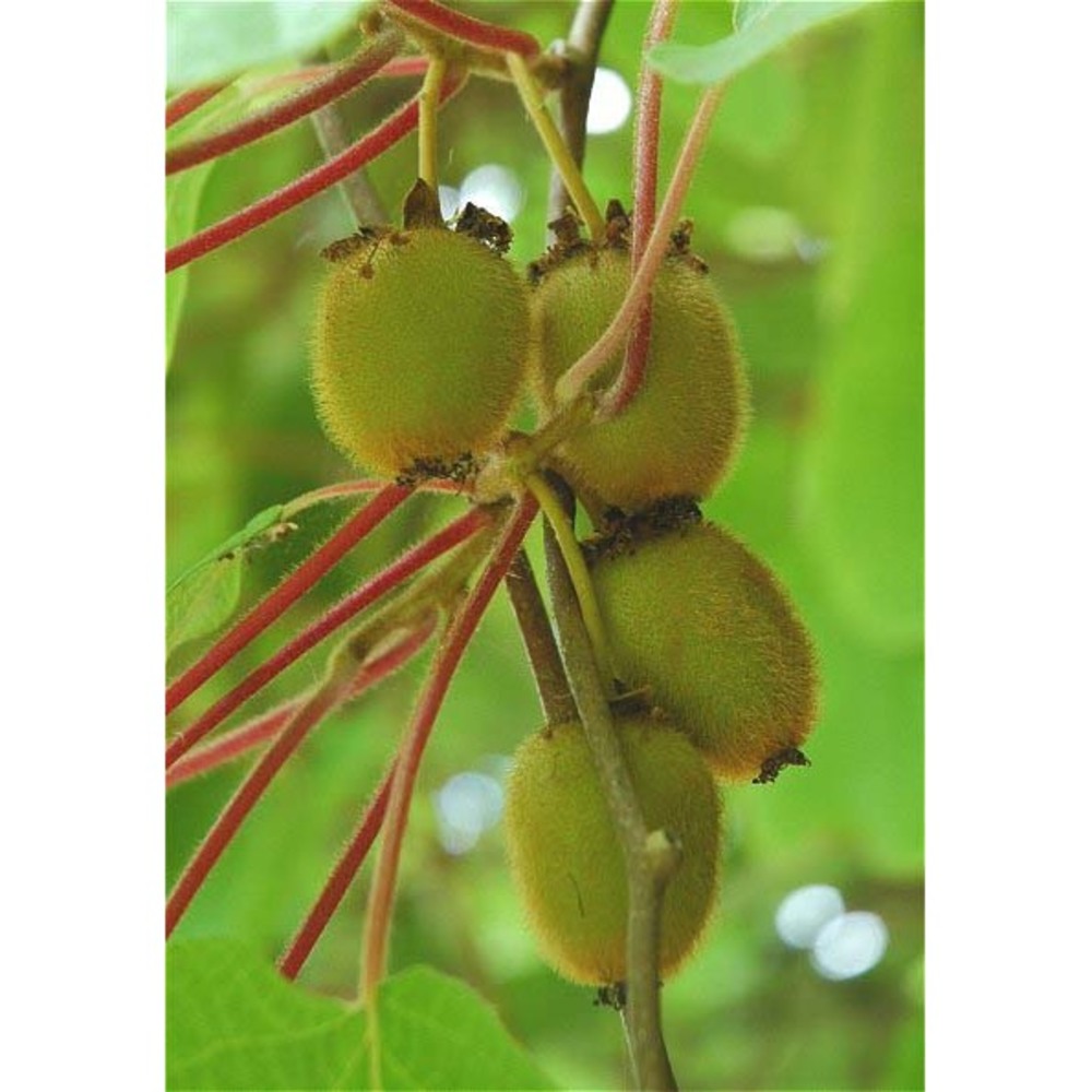 actinidia chinensis planch.