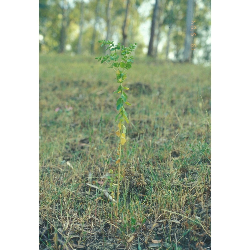 euphorbia akenocarpa guss.