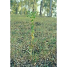 euphorbia akenocarpa guss.