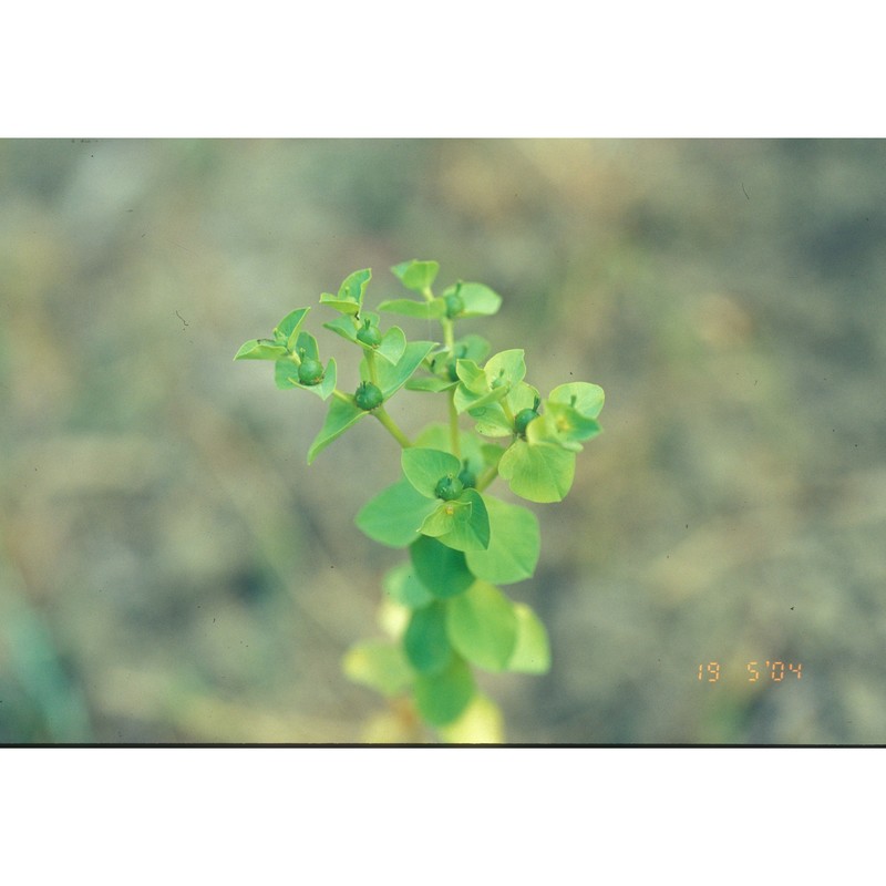 euphorbia akenocarpa guss.