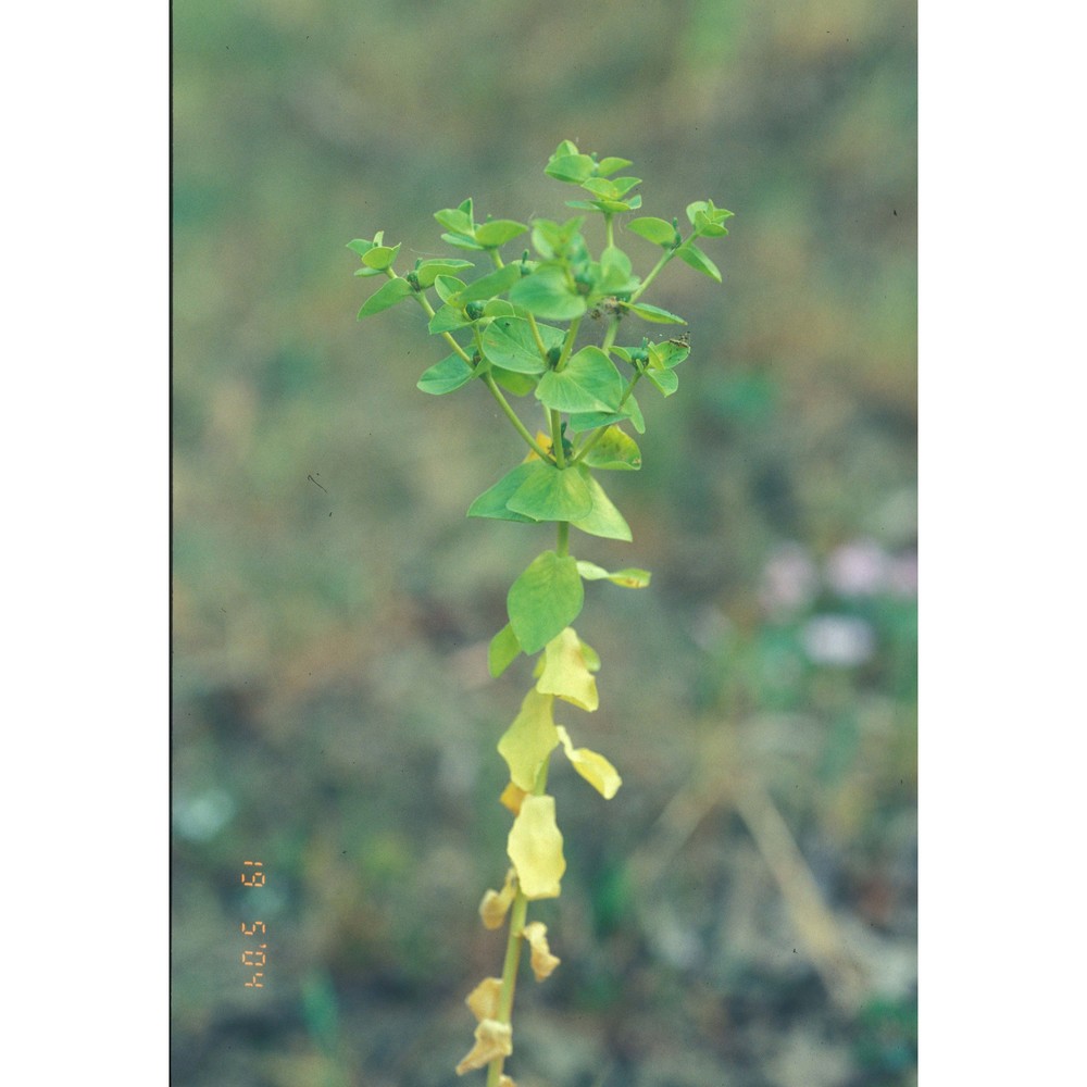 euphorbia akenocarpa guss.