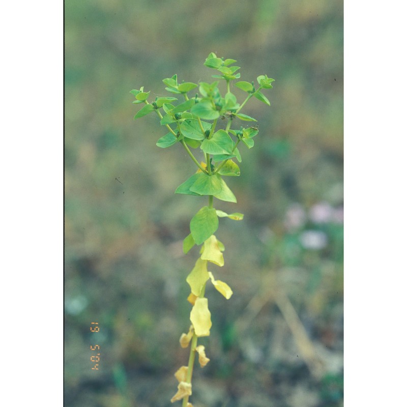 euphorbia akenocarpa guss.