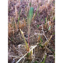 euphorbia aleppica l.