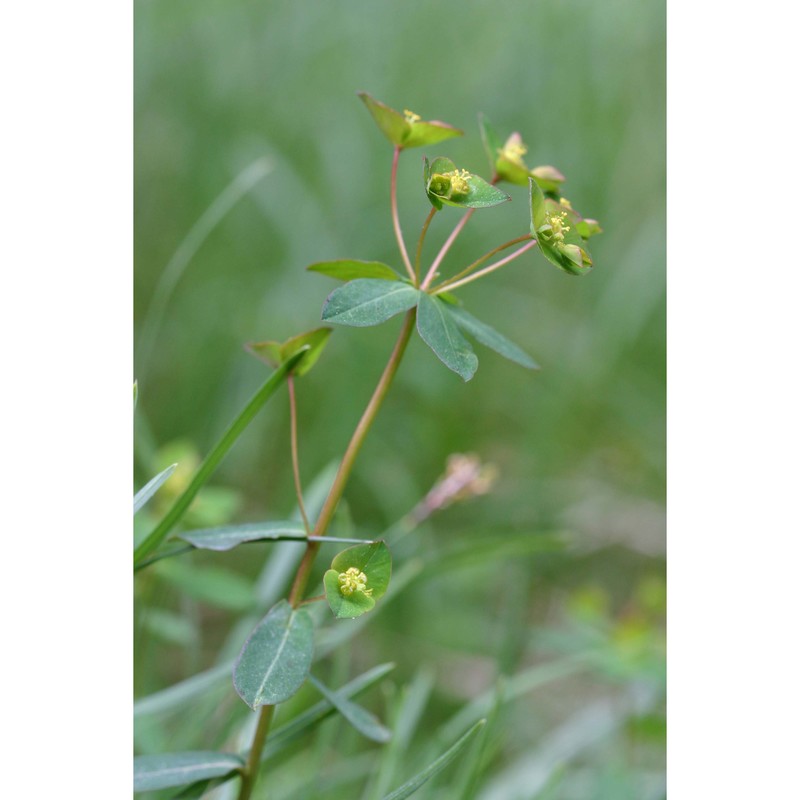 euphorbia angulata jacq.
