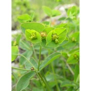 euphorbia angulata jacq.