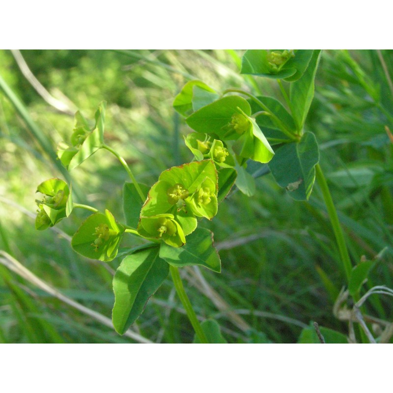 euphorbia angulata jacq.