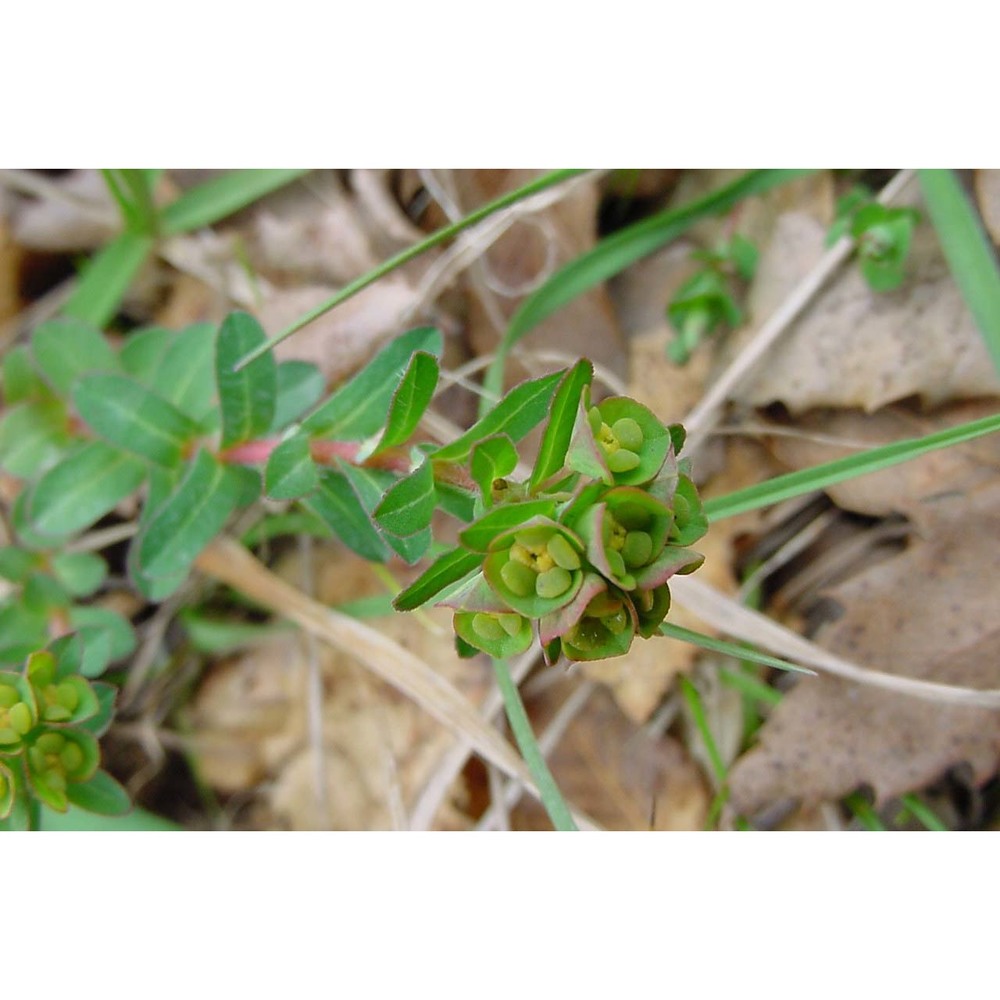 euphorbia apios l.