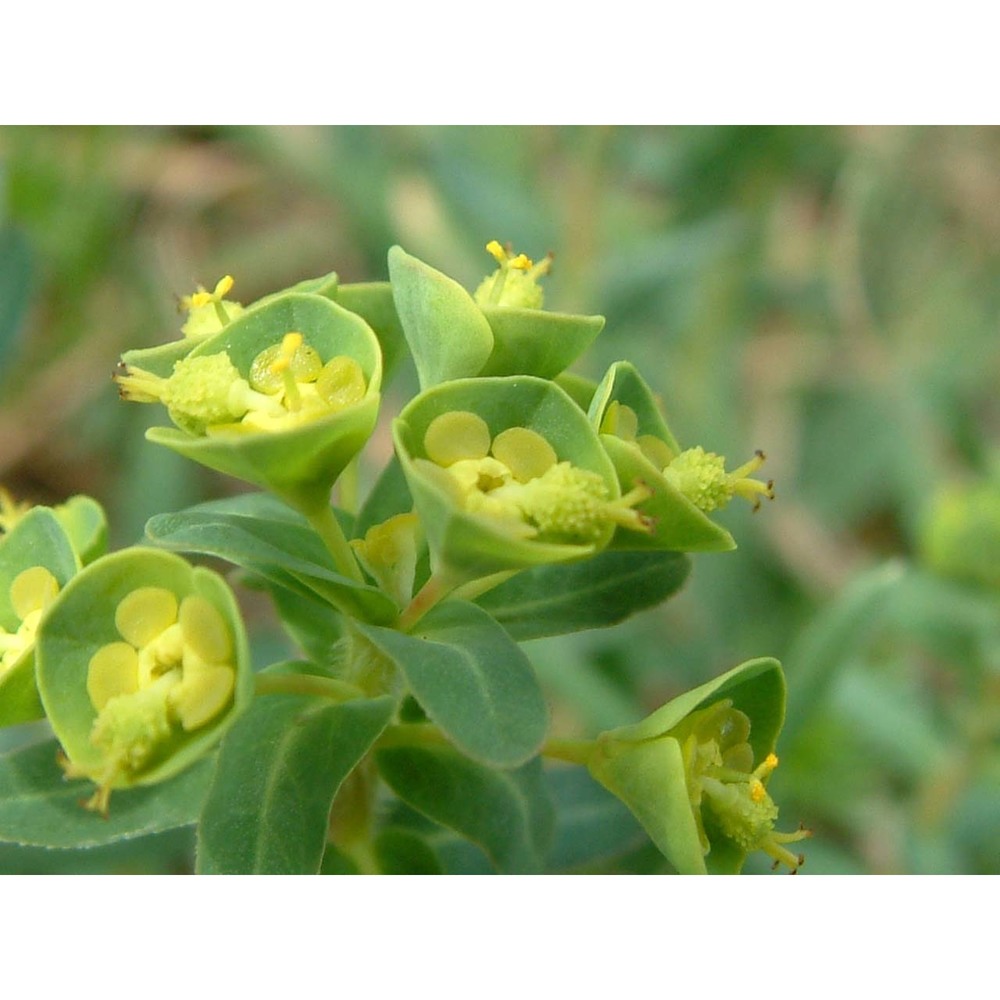 euphorbia apios l.