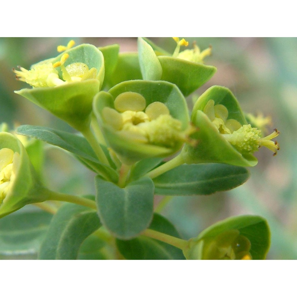 euphorbia apios l.