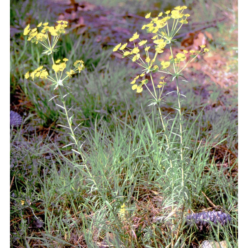 euphorbia biumbellata poir.