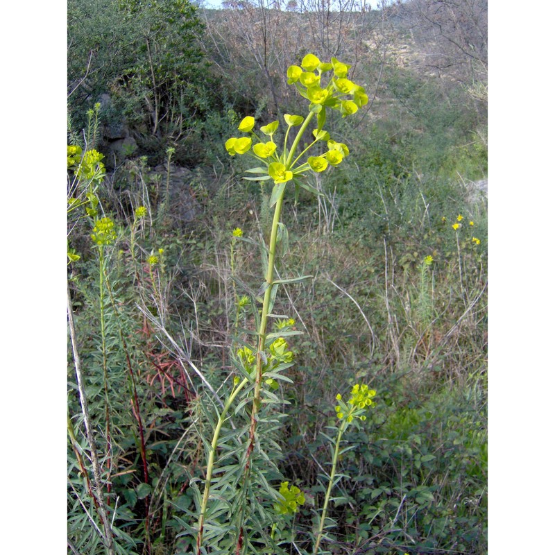 euphorbia biumbellata poir.