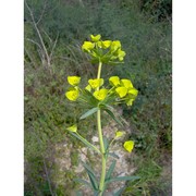 euphorbia biumbellata poir.