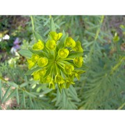 euphorbia biumbellata poir.