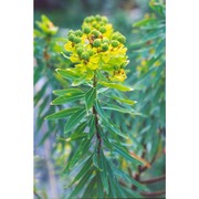 euphorbia bivonae steud.