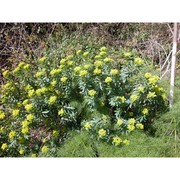 euphorbia bivonae steud.