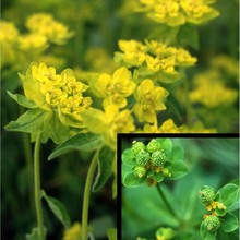 euphorbia brittingeri opiz ex samp.