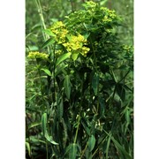 euphorbia brittingeri opiz ex samp.