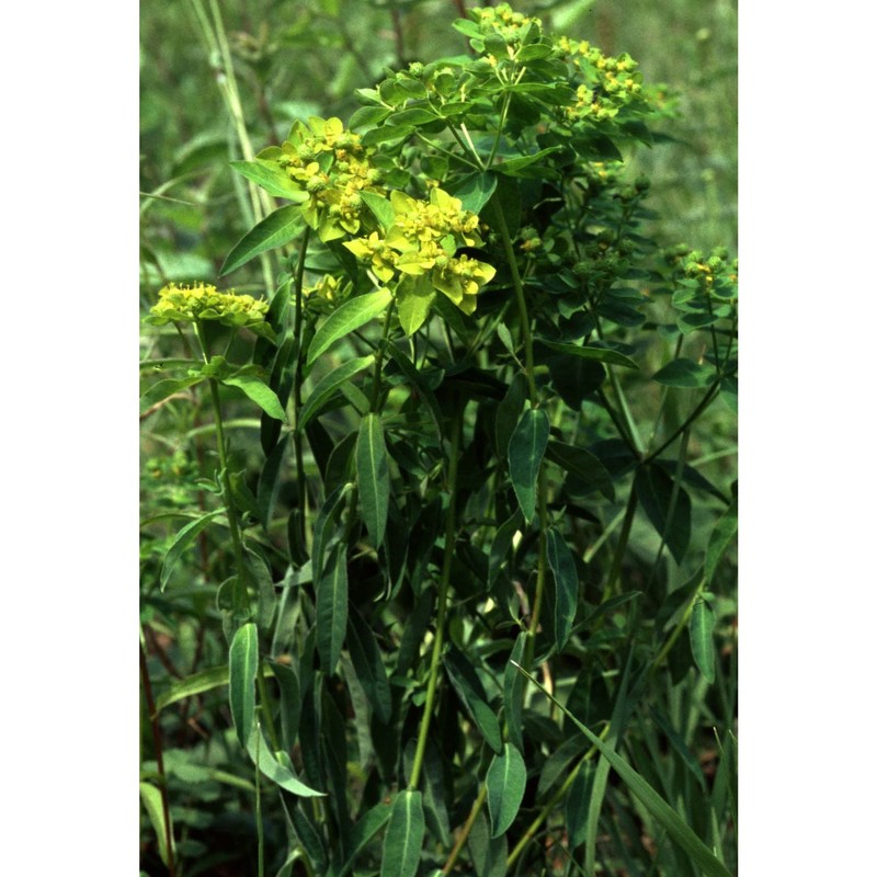 euphorbia brittingeri opiz ex samp.