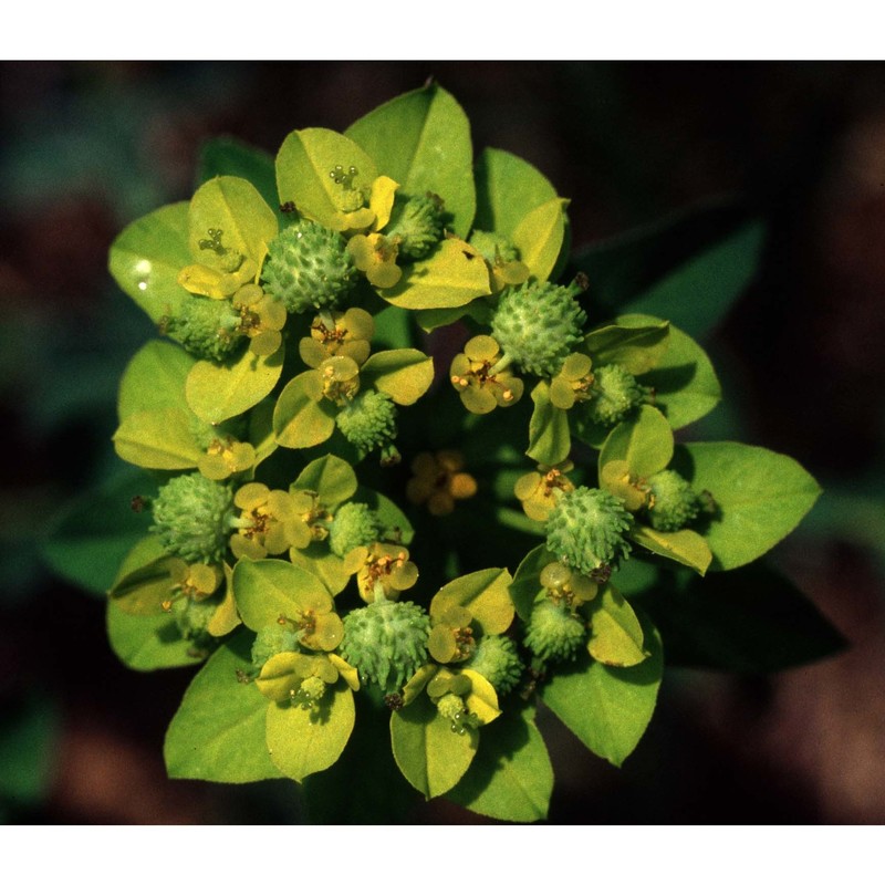 euphorbia brittingeri opiz ex samp.