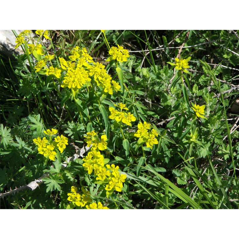 euphorbia brittingeri opiz ex samp.