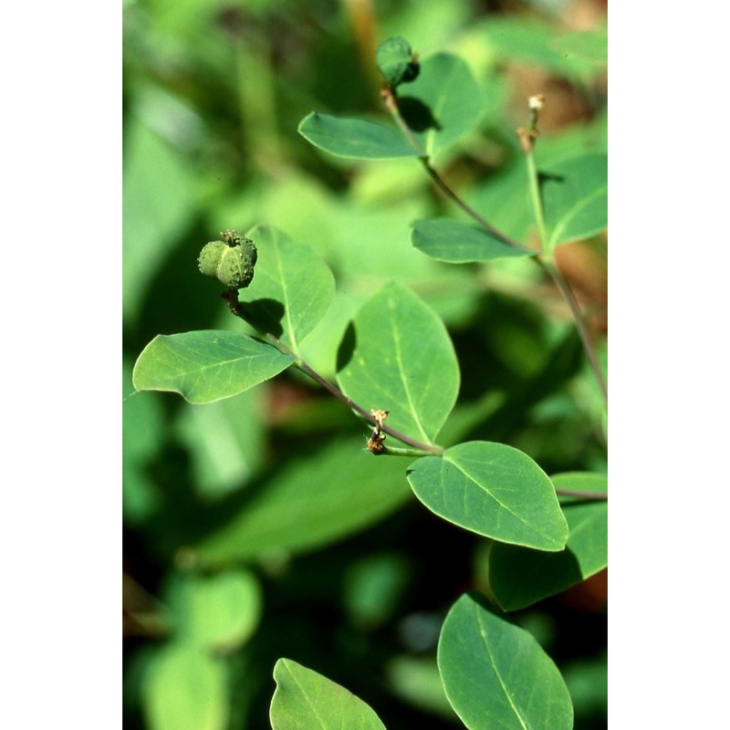 euphorbia carniolica jacq.