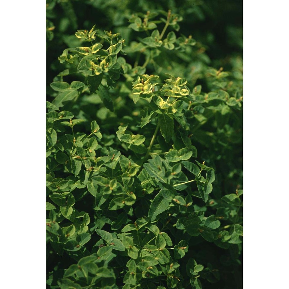 euphorbia carniolica jacq.