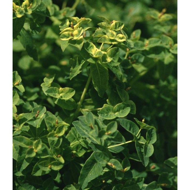 euphorbia carniolica jacq.