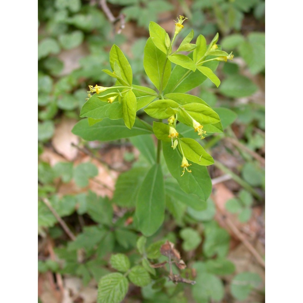 euphorbia carniolica jacq.