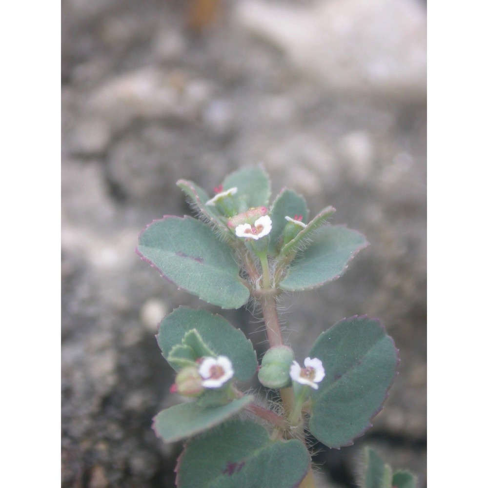 euphorbia chamaesyce l.