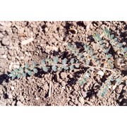euphorbia chamaesyce l.