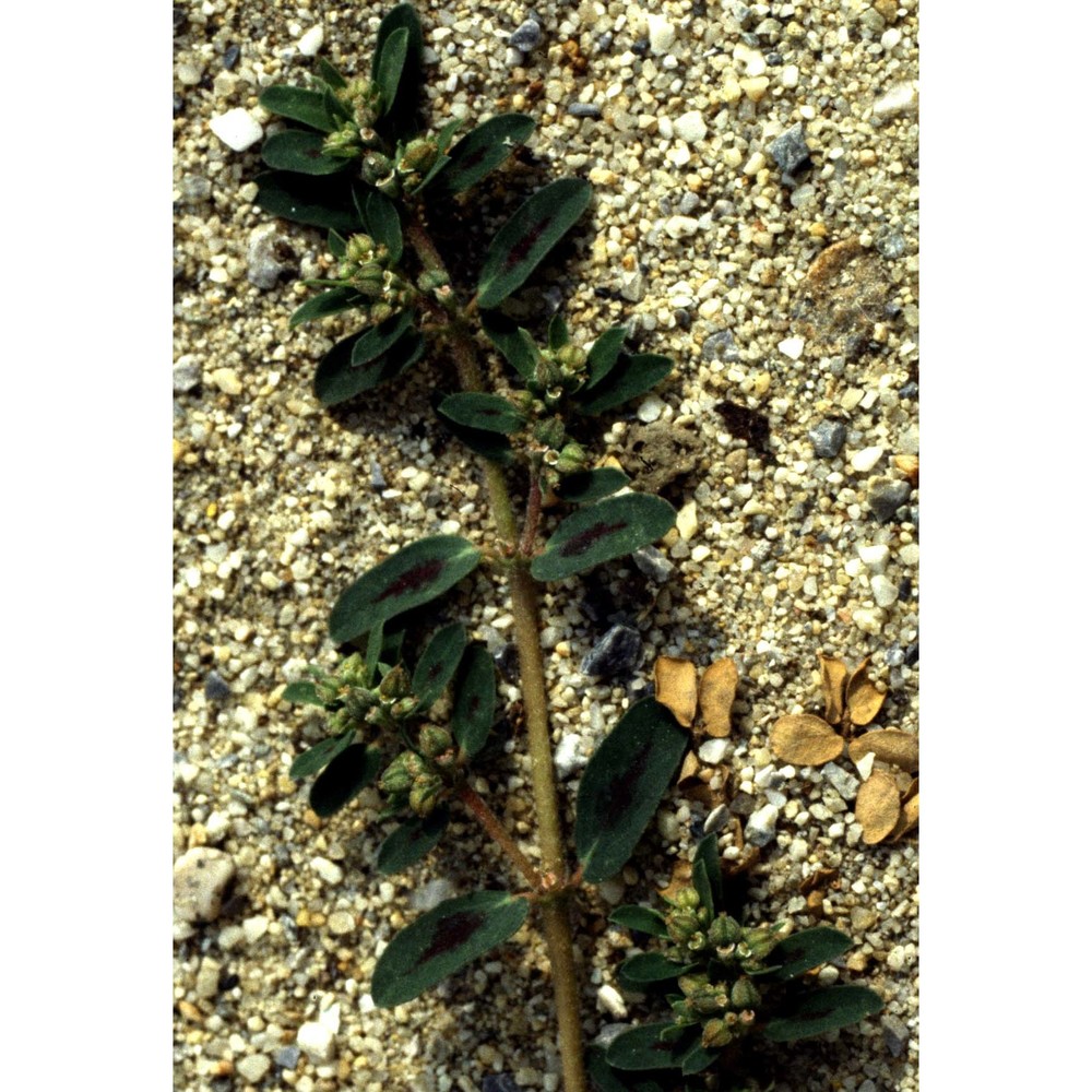 euphorbia chamaesyce l.
