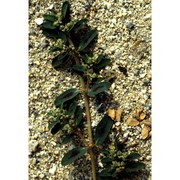 euphorbia chamaesyce l.