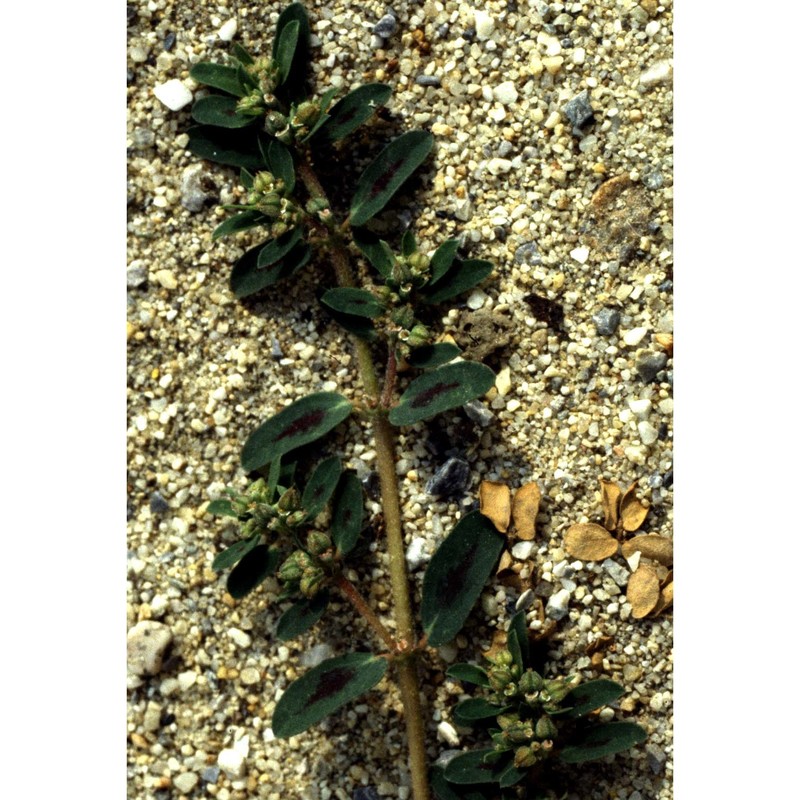 euphorbia chamaesyce l.