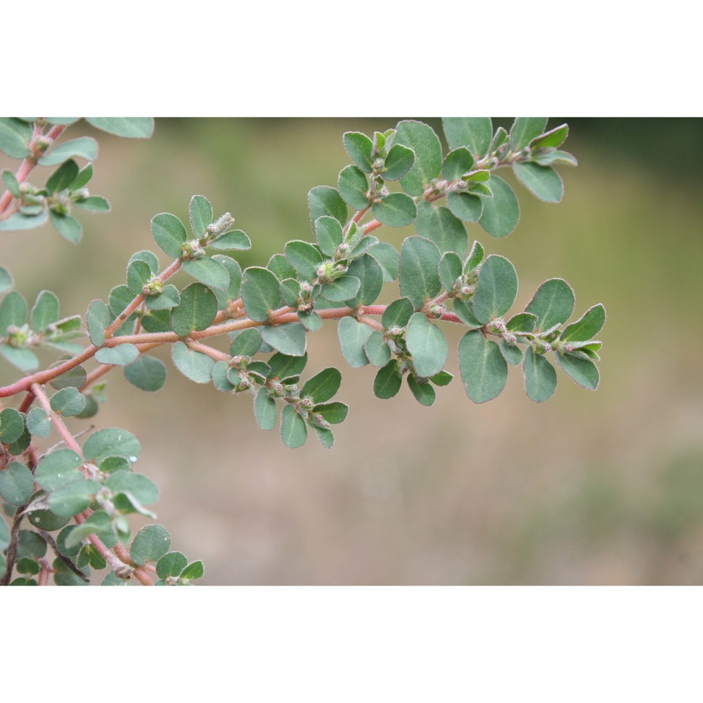 euphorbia chamaesyce l.