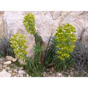 euphorbia characias l.