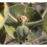 euphorbia characias l.