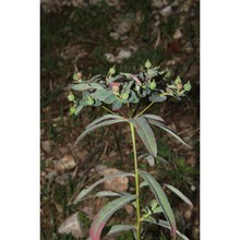 euphorbia corallioides l.