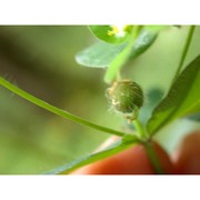 euphorbia corallioides l.