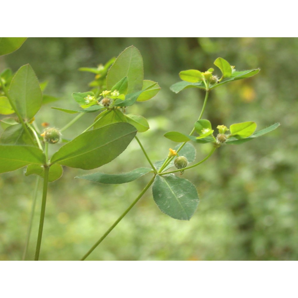euphorbia corallioides l.