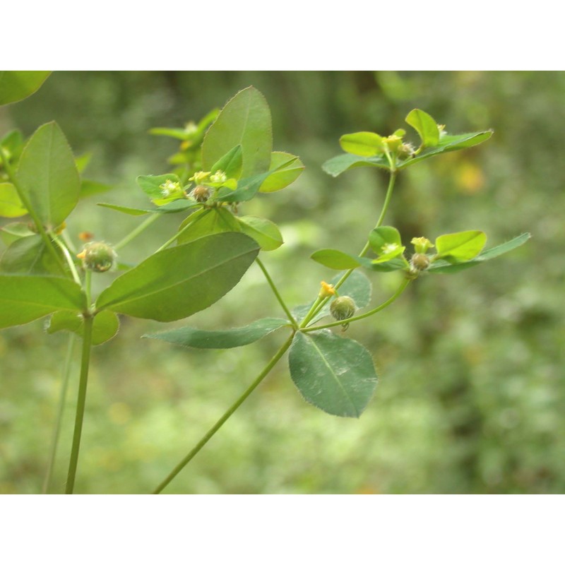 euphorbia corallioides l.