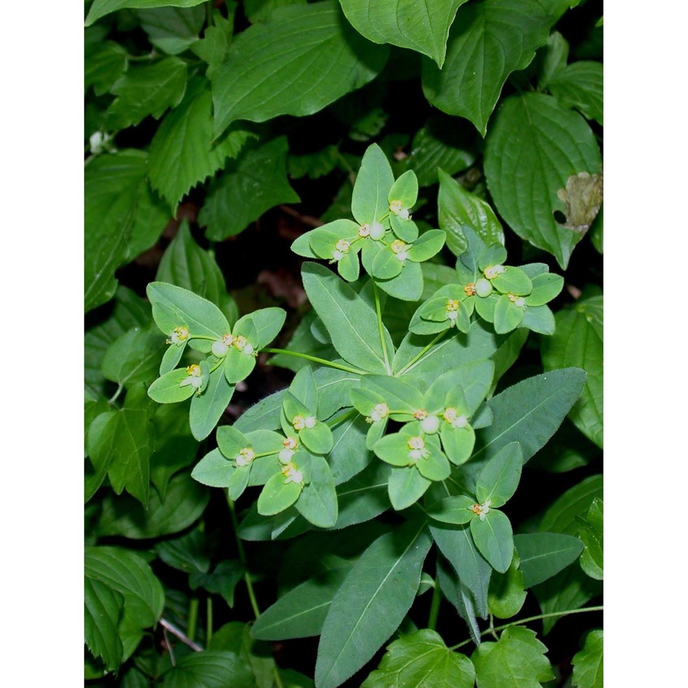 euphorbia corallioides l.