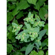 euphorbia corallioides l.